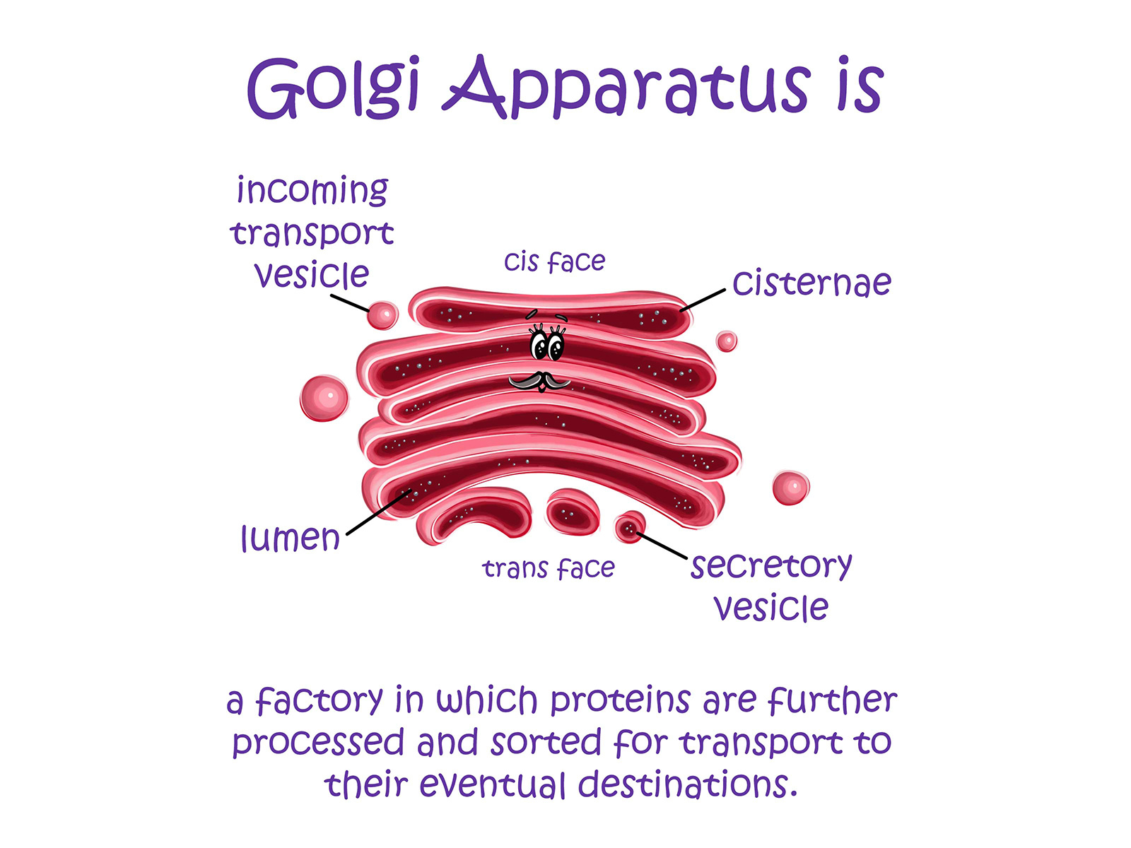 Golgi Apparatus